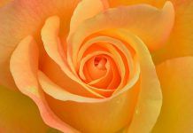EL AMOR: LECCIÓN DE VIDA El amor: Lección de vida